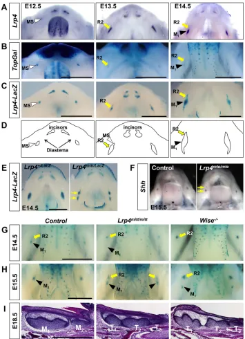 Fig. 1. Lrp4domains (arrows) of expression indicatingsurvival of R2 in(G-I) Comparison of R2 and Mstages