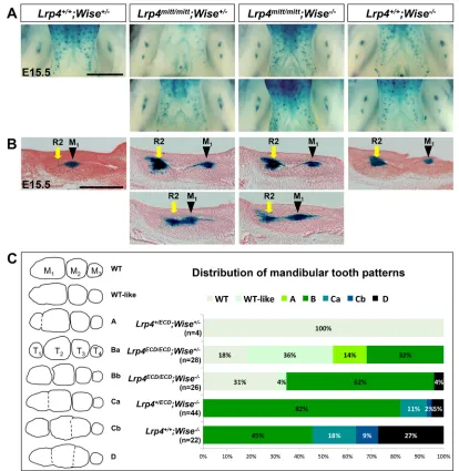 Fig. 2. Lrp4mimickingin B. (C) deficiency ameliorates Wise-null molar defects. (A,B) Lrp4mitt/mitt;Wise−/− mice display variable, but generally shorter, distance between R2 and M1, Lrp4mitt/mitt mice