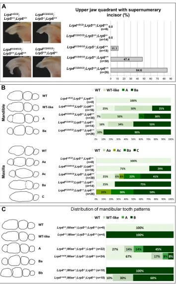 Fig. 3. Genetic interaction of Lrp4 withLrp5 and Lrp6 in tooth development.(A) Reduced dosages of Lrp5 and Lrp6rescue the supernumerary incisor phenotypeof Lrp4ECD/ECD mice