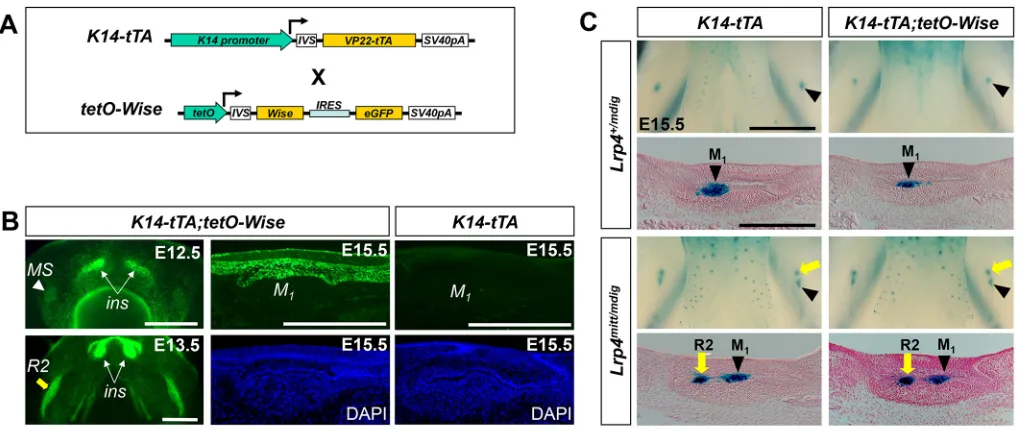 Fig. 4. Lrp4( is necessary for Wise to inhibit tooth development. (A) The Tet-off binary transgenic system that overexpresses Wise in the dental epithelium.(B) In K14-tTA;tetO-Wise mice, eGFP fluorescence is seen in the incisor (ins) and the MS and R2 buds
