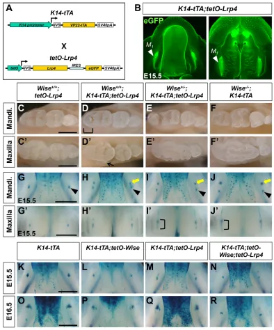 Fig. 5. Lrp4stained mandibles (G-J) and maxilla (Gotherwise wild-type mice results in abnormal cusp patterns in the distal part of the mandibular Mthe dental epithelium