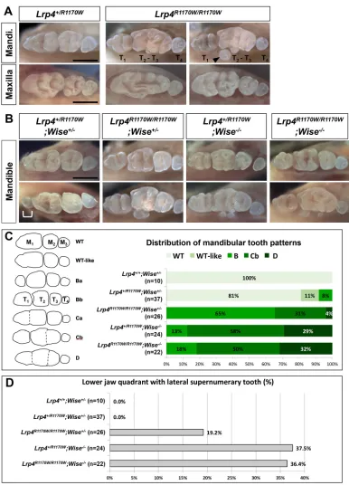 Fig. 7. Tooth defects of mice with the R1170W mutation. (A)the lateral supernumerary tooth phenotype (D) among mice carrying the Lrp4R1170W/R1170W mice display strong tooth defects such as a larger T1 and lateral supernumeraryteeth (arrowhead)