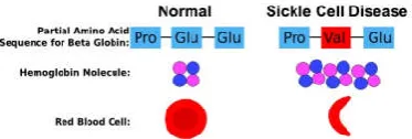 Figure 5. Changes to the Beta-Globin subunit of hemoglobin in 