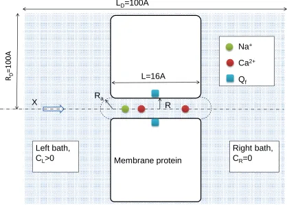 Figure 1. Computational domain for a simple model of the calcium ion channel. Its selectivity filter is treated as an axis-symmetrical water-filled cylindrical hole of radius R=3Å and length L=12-16Å through the protein hub in the cellular membrane