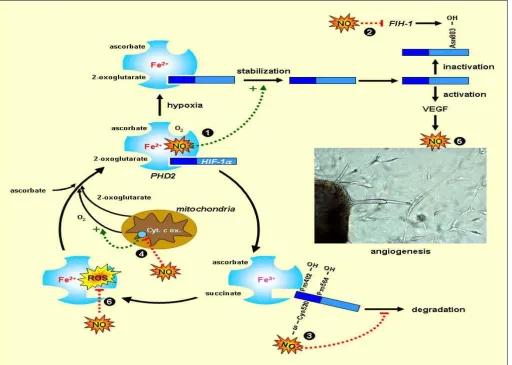 FIG. 10: ROLE OF NO IN ACTIVATION OF HIF-1 AND ANGIOGENESIS 