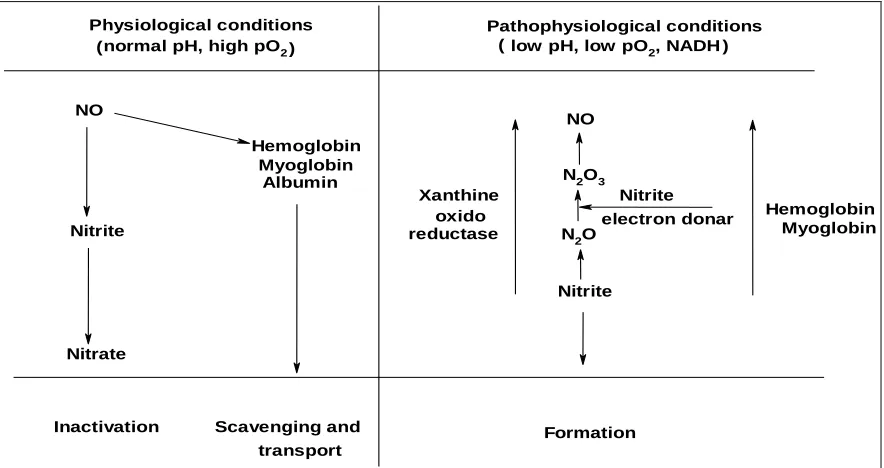 FIG. 3: THE THREE NITRIC OXIDE SYNTHASE (NOS) ISOFORMS 