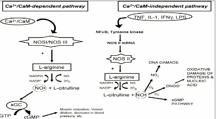 FIG. 4: SCHEMATIC REPRESENTATION OF THE TWO PREDOMINANT TYPE OF NOS ISOFORM KINETICS (CONSTITUTIVE AND INDUCIBLE)  AND SUBSEQUENT NO SIGNALING 20-23 