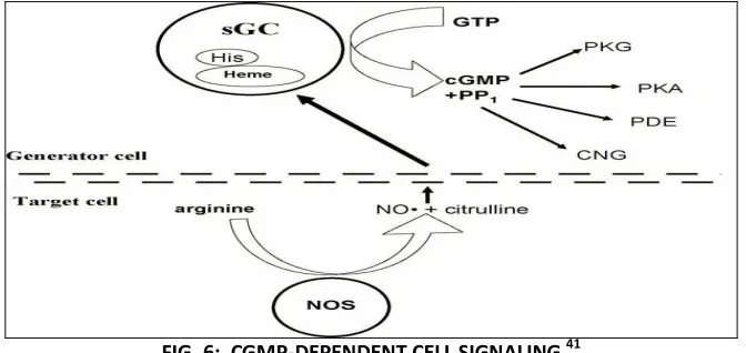 FIG. 5:  NO-MEDIATED PROTEIN MODIFICATIONS 