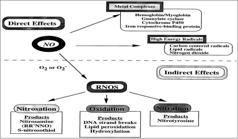 FIG. 7: DIRECT AND INDIRECT EFFECTS OF NO 