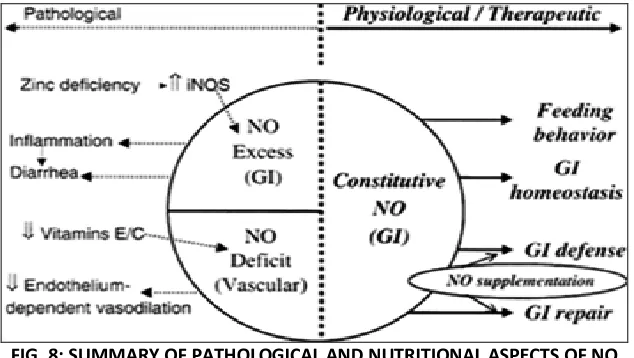 FIG. 8: SUMMARY OF PATHOLOGICAL AND NUTRITIONAL ASPECTS OF NO 