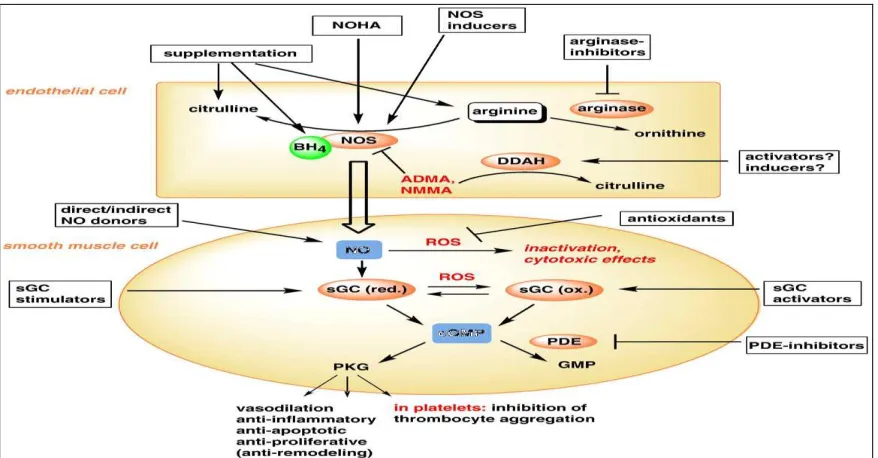 FIG. 9: OPTIONS TO MODULATE THE NO GENERATING SYSTEM IN THE VASCULATURE TO ENHANCE NO BIOAVAILABILITY  