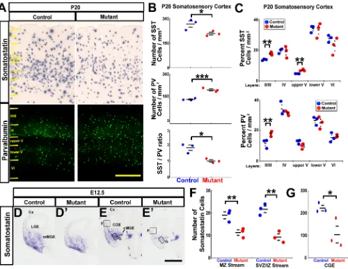 Fig. 2. Coup-TF2hybridization (top panels) (control (left column) and mutant (right column) somatosensory cortices