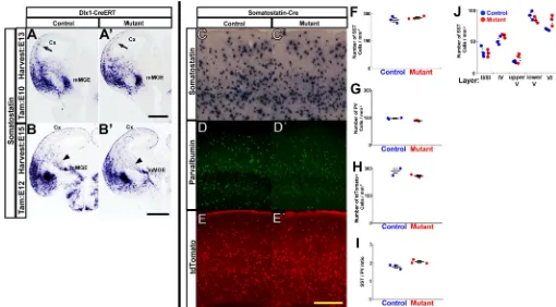 Fig. 3. Coup-TF2(tamoxifen E10) (replicated twice) control (somatosensory cortices. (J) SST regulates SST+ interneuron number and laminar identity in progenitors but not in neurons