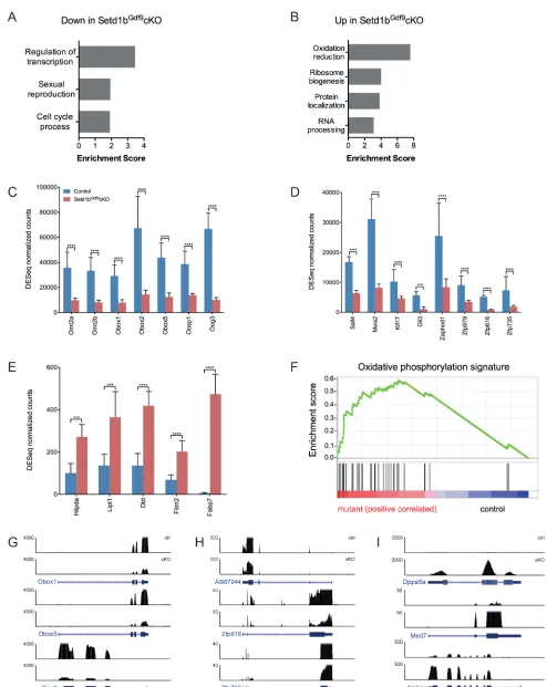Fig. 4. Differential gene expression in Setd1bandGd9 cKO and control oocytes. (A,B) Biological processes enriched in genes downregulated (A) orupregulated (B) in Setd1bGdf9cKO oocytes compared with control oocytes using the DAVID GO/BP database