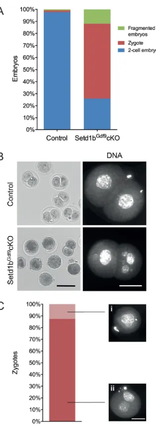 Fig. 6. Maternal Setd1b is essential for the first cleavage. (A) Percentagesembryos display asymmetric divisions