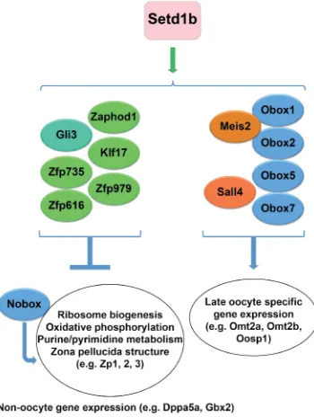 Fig. 7. Model for Setd1b regulation of the oocyte-specific geneexpression program.observed afterSetd1b is required to promote expression of the Obox oocyte-specifictranscription factors and their potential binding partner Meis2, as well as Sall4amongst oth