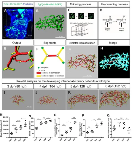 Fig. 1. Skeletal analysis algorithm to quantify 3D branching patterns. (A) Projected confocal image of awild-type larvae