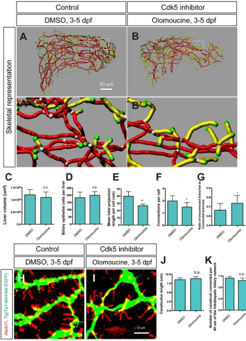 Table 1. Structural parameters of the intrahepatic biliary network inwild-type larvae