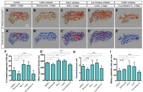 Fig. 4. The Cdk5-Pak1-LimK-Cofilin kinase cascade regulates biliary system formation. (A-E) Skeletal representations of the intrahepatic biliary network in5 dpf