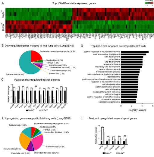 Fig. 2. Endodermal Sin3a is required for activation of gene expression programs associated with epithelial cell fate and lung development