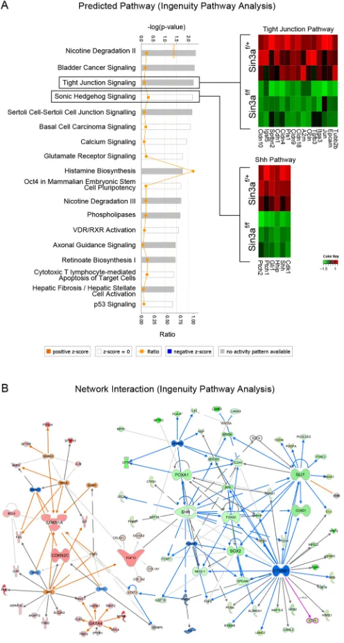 Fig. 3. Multiple pathways are regulated by Sin3a loss of function.(A) Signaling pathways regulated by Sin3a predicted by Ingenuity Pathwaynetwork interaction of differentially expressed genes