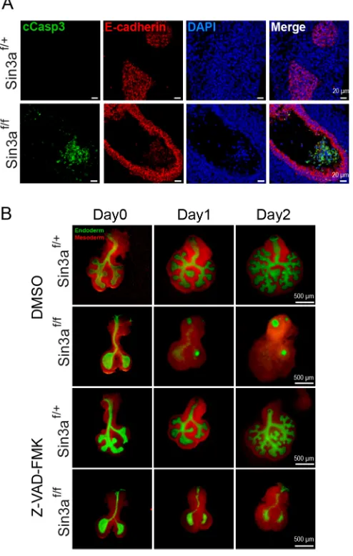 Fig. 5. Disruption of lung development in Sin3af/f mutant mice is onlypartially mediated by apoptosis