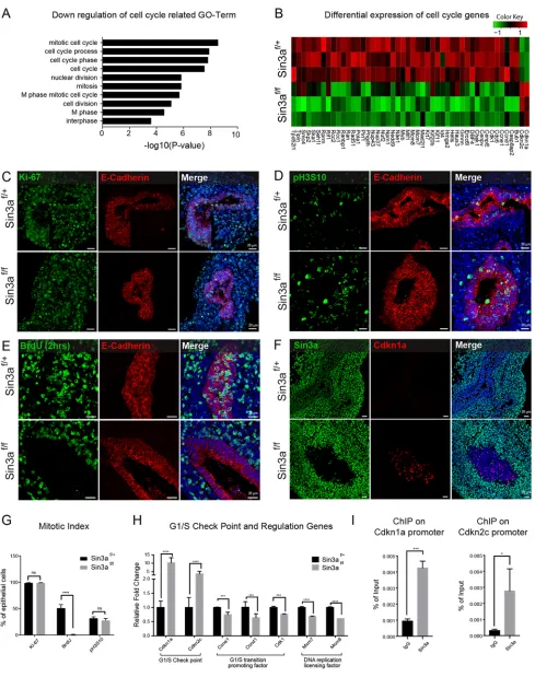 Fig. 6. Loss of endodermal Sin3a results in epithelial cell cycle arrest at G1 via upregulation of Cdkn1a and Cdkn2c