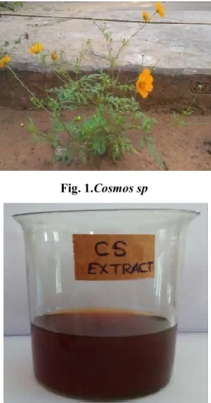 Fig. 1.Cosmos sp 