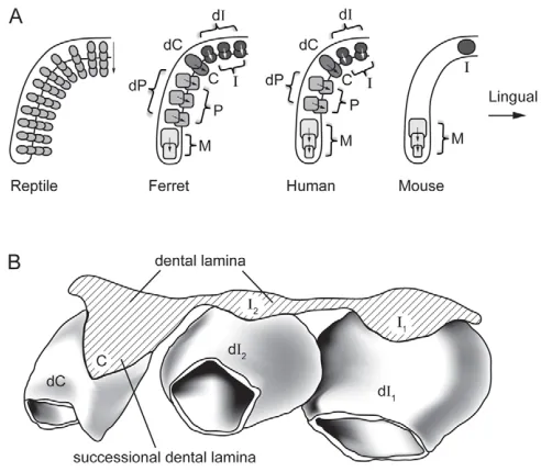 Fig. 1. Variations in tooth replacement in reptiles and mammals, andserial addition of molars in mammals