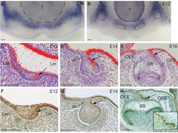 Fig. 2. Sox2 is localized to primary dental laminaand to lingual dental epithelium during mouse