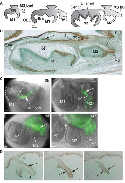 Fig. 5. Sox2 expression is associated with successional formation ofposterior molars in mouse and ferret