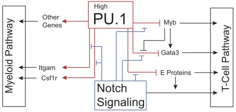 Fig. 8. Interactions between PU.1, Notch signaling and regulatorygenes that partially define a lymphomyeloid switch during early T-cell development