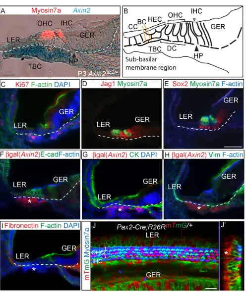Fig. 1. Axin2origin.  expression in tympanic border cells and their lineage(A) Cryosection of X-gal-stained P3 Axin2lacZ/+ cochlea