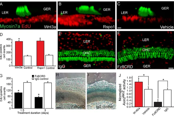 Fig. 7. Wnt activity modulates proliferation and Axin2 expression in cochlear explants