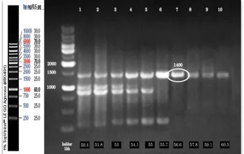 Fig.  1.  A gradient PCR was performed at annealing temperatures 