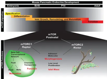 Fig. 7. Model of the role of mTOR in postnatal islet morphogenesis, maturation and function