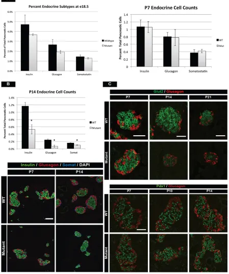 Fig. 2. mTOR is required after birth for islet development. (A) The percentage ofsignificant difference in islet mass is observed at these stages between wild-type and mutant animals