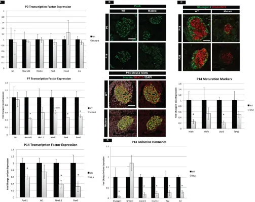 Fig. 3. mTOR mutants have compromised postnatal maturation. (A) qPCR for essential transcription factors required for growth and maturation in thepostnatal islet