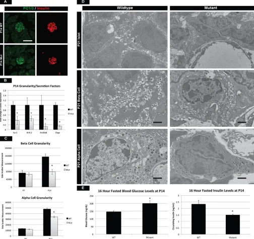 Fig. 4. Mutant islet cells show reduced granularity and cellular function. (A) Prohormone convertase 1/3 (PC1/3) staining reveals proper insulin-processingmachinery in β cells of mTOR mutants