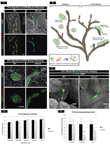 Fig. 5. mTOR mutant islets display islet architecture and morphogenesis defects. (A) Hormone immunofluorescence of islets at P14 and P21, highlighting(10-20,000 µm(C) Whole-mount immunofluorescence staining of P21 wild-type and mutant islets confirms persi