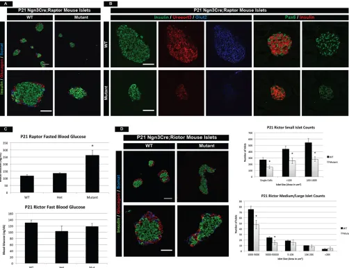 Fig. 6. mTOR complexes 1 and 2 have distinct roles in postnatal islet development. (A) Islet hormone immunofluorescence highlights smaller and fewer