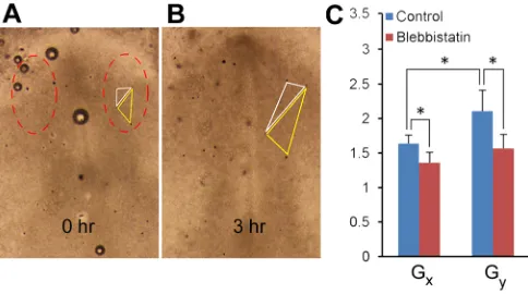 Fig. 3. Effects of inhibiting contraction.(Aa-Ah) Representative chick embryo cultured forincubation time for control embryos (blebbistatin-treated embryos (15 h from stage HH6 (ventral view)