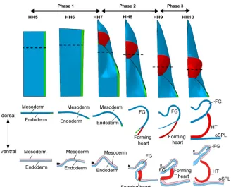 Fig. 5. Finite-element model for foregut and heart tubeformation in initial configuration (HH5).Phase 1, when diagonal folding of iSPL occurs