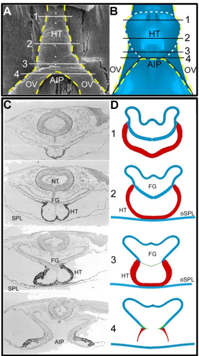 Fig. 8. Simulation of growth inhibition experiment. (A) Ventral view ofare compared with model predictions for normal growth and no growth,and embryos exposed to aphidicolin (model during stages HH7+ to HH10 with growth turned off