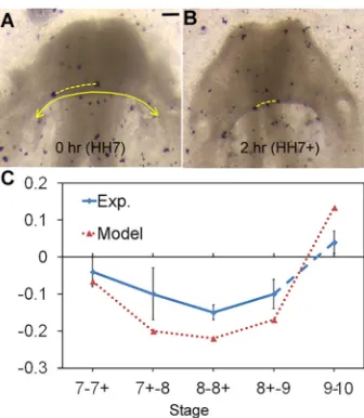 Fig. 10. Tension in foregut. (A,Acell proliferation resulted in increased FG tension in the axial direction duringPhase 2 (two-way ANOVA, *tube