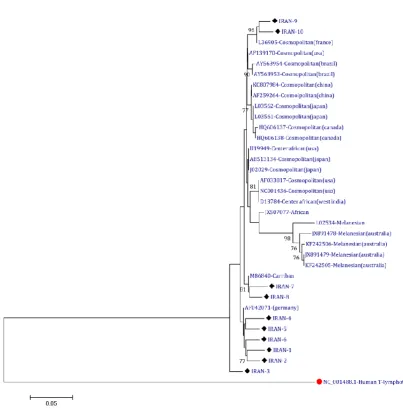 Fig.  2.  Phylogenetic tree of the protease sequence of HTLV-1 virus 