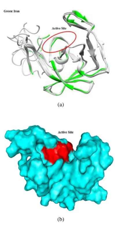 Fig.  7.  (a) View of protease active site (b) View the protein's surface.  