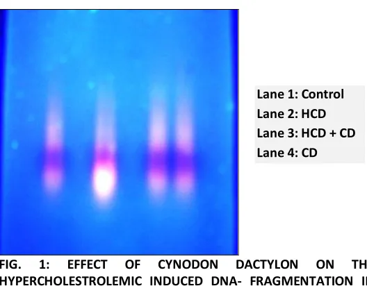 Fig. 2B shows rats fed with an atherogenic diet developed typical plaques characterized by vaccine of thickening of the intima, migration of smooth muscle cells to the intima (shown by arrow mark), adhesion and infiltration of macrophages and mononuclear c