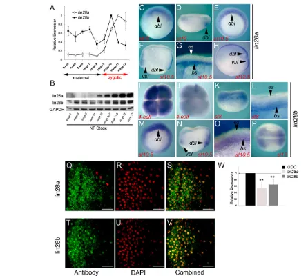 Fig. 1. Expression of lin28a and lin28b in the X. tropicalis embryo. (A,B) Temporal expression profiles of lin28a and lin28b mRNA (A) and protein (B) inearly cleavage to late gastrula stage embryos as assessed by Q-PCR and western blot, respectively