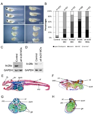 Fig. 2. Phenotype of lin28 morphants. (A-D) Range ofaxis defects in X. tropicalis lin28 morphants, fromunaffected (‘normal’) to open blastopore